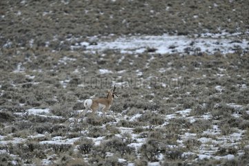 Pronghorn trotting to pacing in the plain Wyoming USA