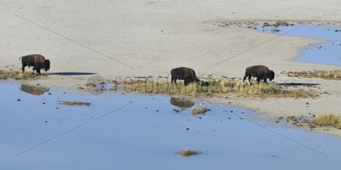 American Bison on the beach north of Antelope Island Utah