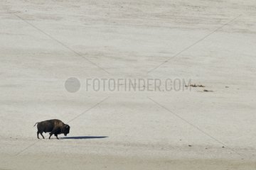 American Bison on the beach north of Antelope Island Utah