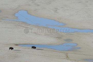American Bisons on the beach north of Antelope Island Utah