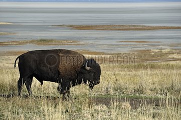 American Bison near the beach north of Antelope Island