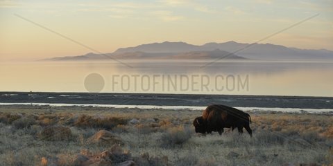 American Bison to the west side of Antelope Island Utah USA