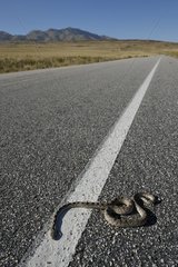 Snake crashed on the coastal road to Antelope Island USA