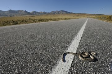Snake crashed on the coastal road to Antelope Island USA