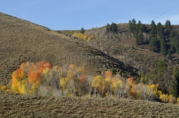 Autumn color in Montpelier Canyon Idaho USA