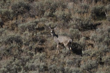 A young male Mule Deer Montpelier Canyon Idaho USA
