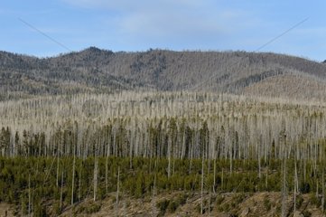 Regeneration of a massive forest fire after Wyoming USA