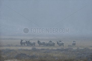 Herd of Elk in the snow storm in Yellowstone NP USA