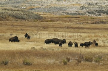 Herd of Bisons in the plains of Lamar Yellowstone NP USA