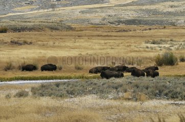 Herd of Bisons in the plains of Lamar Yellowstone NP USA