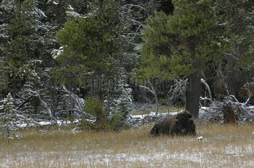 Bison at rest Plain Lamar in Yellowstone NP USA