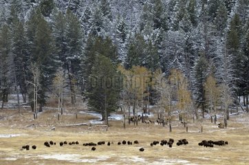 Elk and bison in the plains of Lamar Yellowstone NP USA