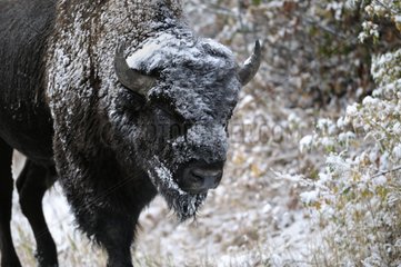 American bison male sprinkle of snow in Yellowstone NP USA