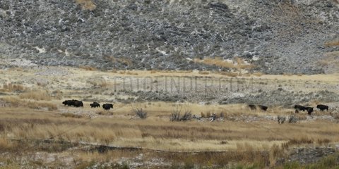Herd of bison in the plains of Lamar Yellowstone NP USA