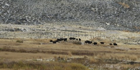 Herd of bison in the plains of Lamar Yellowstone NP USA