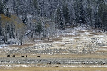 Elk and bison in the plains of Lamar Yellowstone NP USA