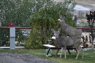Couple of mule deer in the campground Gardiner USA