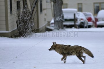 Coyote in Mammoth city Yellowstone NP USA
