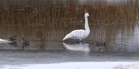 Trumpeter Swan on Floating Island Lake partially frozen USA
