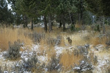 Coyote in the snow at Junction Butte Yellowstone NP USA