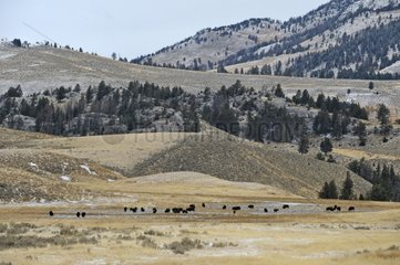 American bison near Blacktail Pond Yellowstone NP USA