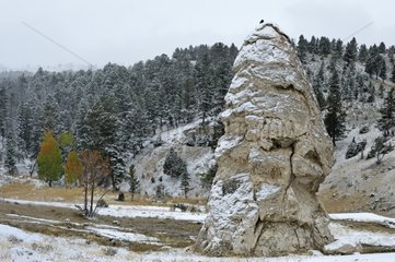 Liberty cap in the Yellowstone NP USA