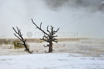 Main Terrace Canary Spring in the Yellowstone NP USA