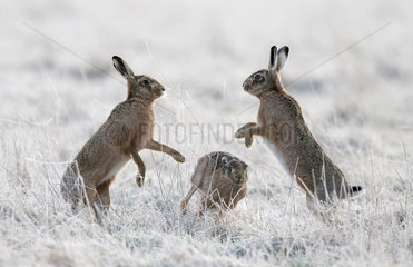 Brown Hares boxing in a frozen meadow at spring - GB