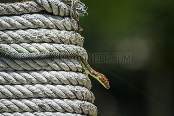 Golden flying snake (Chrysopelea ornata)  Ko Adang  Tarutao  Thailand