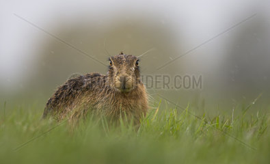 Brown Hare laying in a meadow when raining at spring - GB