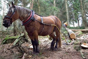 Hauling in forest with a draught horse Comtois Vosges