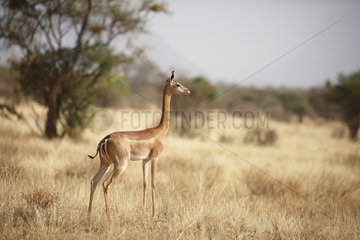 Gerenuk (Litocranius walleri)  Samburu  Kenya