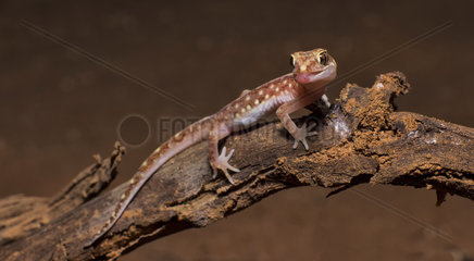 Border Beaked Gecko on a branch - Mungo NSW Australia