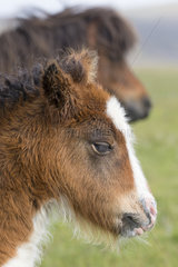 Shetland poney (Equus caballus) Young poney head details  Shetland  Spring