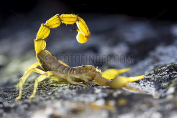 Yellow scorpion (Buthus occitanus)  Cazorla Natural Park  Jaen  Spain