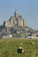 Herd of sheep at the foot of Mont Saint Michel