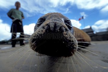 Portrait of a seal on a beach