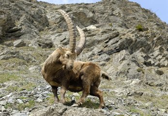 Ibex mÃ¤nnlich in einem Talus -GerÃ¶ll Vanoise Frankreich