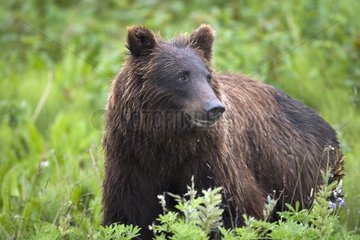 Grizzly Bear on the watch Kluane National Park Yukon Canada