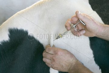 Subcutaneous injection to a Prim'Holstein Cow France