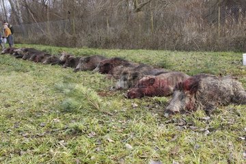 Jagdbild von Wildschwein starb im Elsass