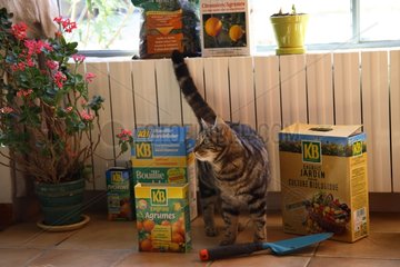 Katze steht vor Gartenprodukten