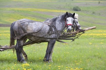 Pferde genutzt  um in Feldern Rumänien zu arbeiten