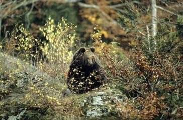 Ours brun marchant à l'abri de hautes herbes Europe