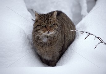 Wildcat going in snow Germany