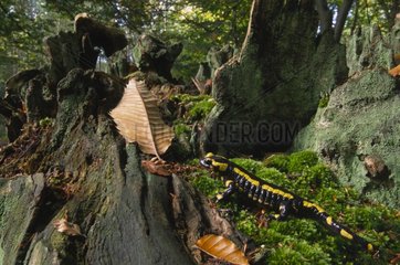 Salamander entdeckte in einem Unterholz Frankreich