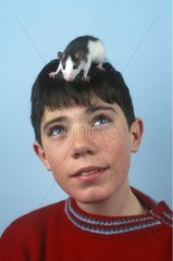 Rat domestique sur la tête d'un garçon en studio