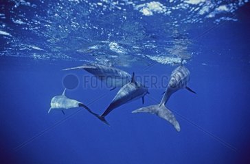 Spinner Dolphins below the surface Fernando do Noronha