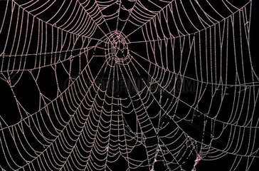 Tau auf einem Spinnweb Haute-Savoie Frankreich