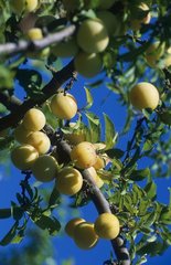Fruits européens. Prunes mirabelles sur l'arbre.